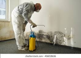 Mold Odor Removal Services in Colorado City, AZ